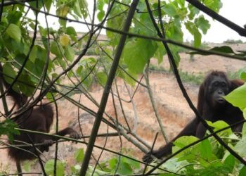 Lindungi Orangutan Morio, BKSDA Kaltim Desak Konsesi Tambang dan Sawit Kutim Masuk Forum Terpadu