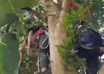 Pria Diduga Mabuk Terjebak di Pohon Mangga, Damkar Bontang Turun Tangan