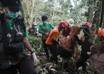 Sering Viral di Medsos, Kemunculan Orangutan di Permukiman Jadi Alarm Ancaman Habitat