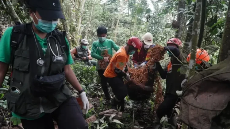 Proses evakuasi seekor orangutan yang sebelumnya terekam memakan sisa makanan ditumpukan sampah di pinggir jalan poros Kutai Timur.