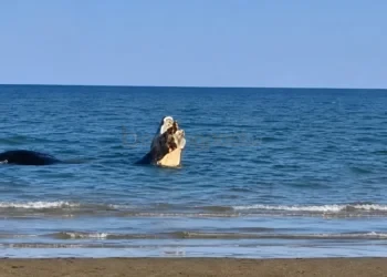 Habitat Menyusut, Buaya Kian Sering Muncul di Pesisir Kutai Timur dan Ancam Pariwisata