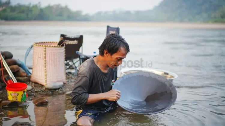 Puput, seorang pencari emas tradisional, duduk memegang dulang hitam di air dangkal untuk memisahkan butiran emas dari pasir di bantaran Sungai Mahakam, kawasan Long Bagun Ilir, Kabupaten Mahakam Ulu (Mahulu). Puput menjadikan surutnya Sungai Mahakam sebagai mata pencaharian utamanya sejak kemarau melanda. Dari aktivitas mendulang sejak pagi hingga sore hari, ia mampu mengantongi rata-rata 500 milligram emas per hari yang dijual kepada pengepul seharga Rp1,9 juta per gram. (FOTO: JODY KRISTIANTO / KALTIM POST)