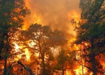 Titik Panas di Berau Sudah Tembus 700, Terbanyak di Kaltim