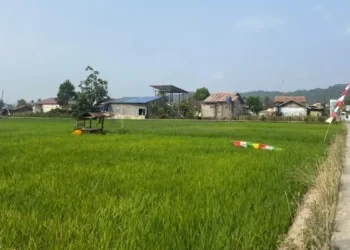 El Nino Hantam Pertanian Kaltim, 2.400 Hektare Sawah Kekeringan, 200 Hektare Terancam Gagal Panen