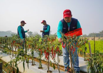PKT BERSERI Tumbuhkan Potensi Desa dan Kemandirian Petani Bulutana
