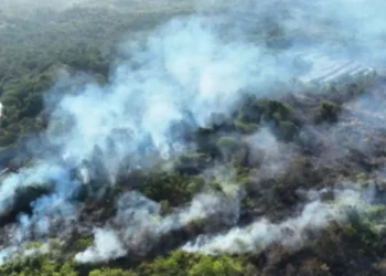 Kabut Asap Karhutla Indonesia Sampai Singapura, Ini Daftar 7 Perusahaan yang Disorot NEA