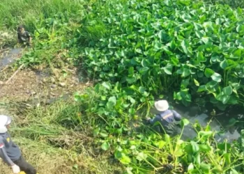 Lumpur dan Sampah Sumbat Drainase, Tiga Titik Rawan Banjir di Bontang Dibersihkan
